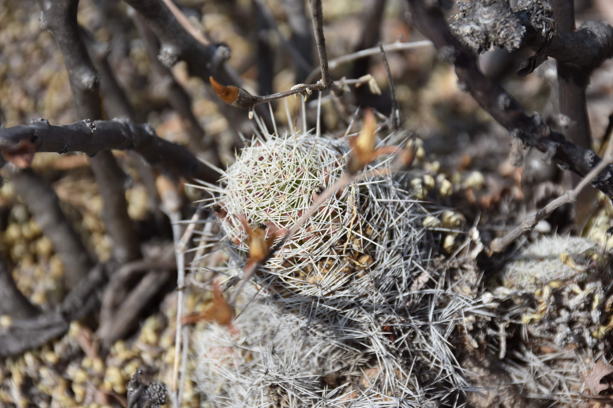 Mammillaria decipiens